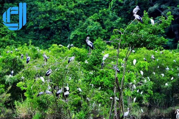 sân chim bạc liêu với hệ sinh thái đa dạng