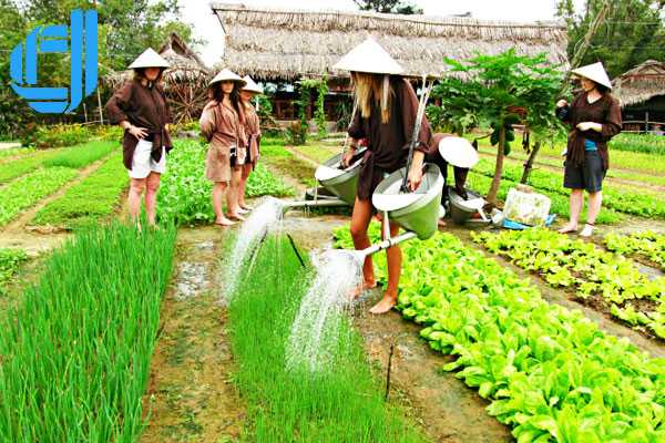 Thăm - trồng - ăn ngon với rau làng Trà Quế